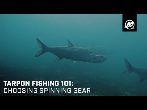 Tarpon Fishing 101: Choosing Spinning Gear – Engines.com