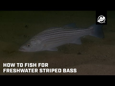 How to Find and Catch Landlocked Striped Bass