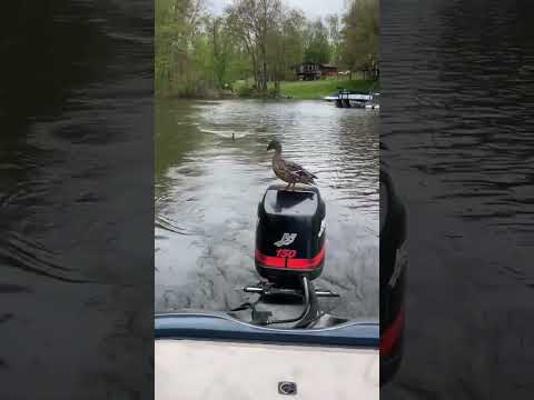 If ducks had a rideshare app, what would it be called?