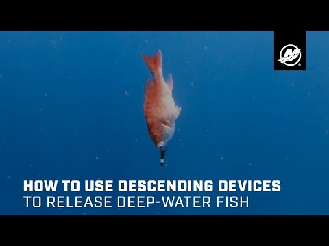 How to Use Descending Devices to Release Deep-Water Fish