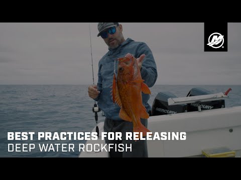 Best Practices for Releasing Deep Water Rockfish