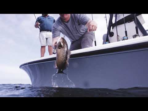 The Obsession of Carter Andrews | Feeding Frenzy Crystal River Grouper