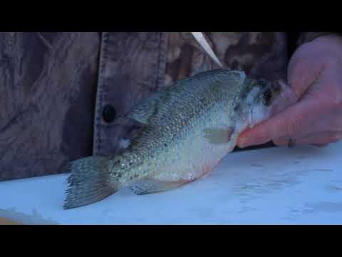 How to Fillet Fish with a Fixed-Blade Knife with Stephen Neil