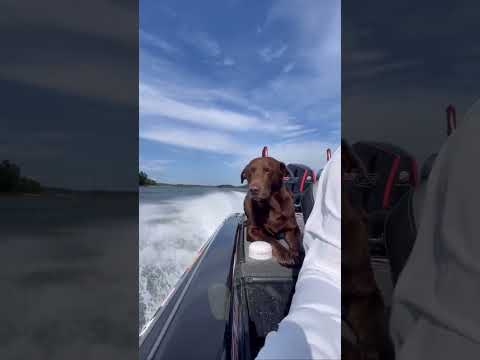 Say WOOF if you love riding on the boat.