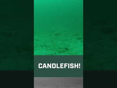 Can you name that fish?