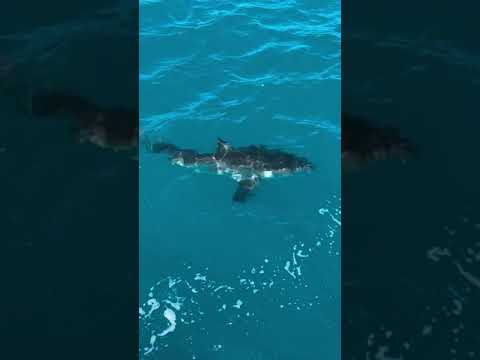 Even great whites like to check out the Mercs!