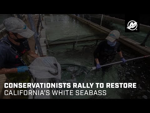 Conservationists Rally to Restore California’s White Seabass